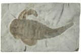 Eurypterus (Sea Scorpion) Fossil - New York #236950-1